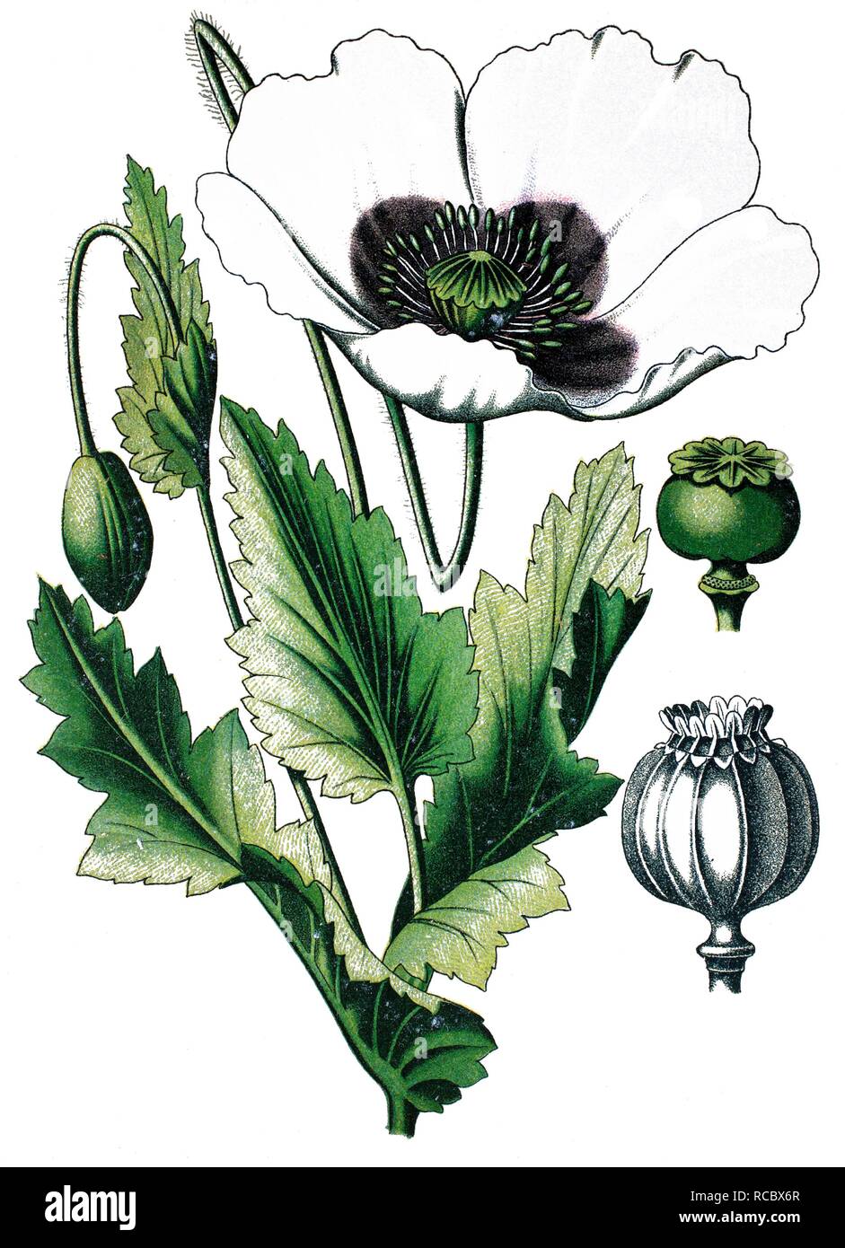 Papaver somniferum illustration Cut Out Stock Images & Pictures - Alamy