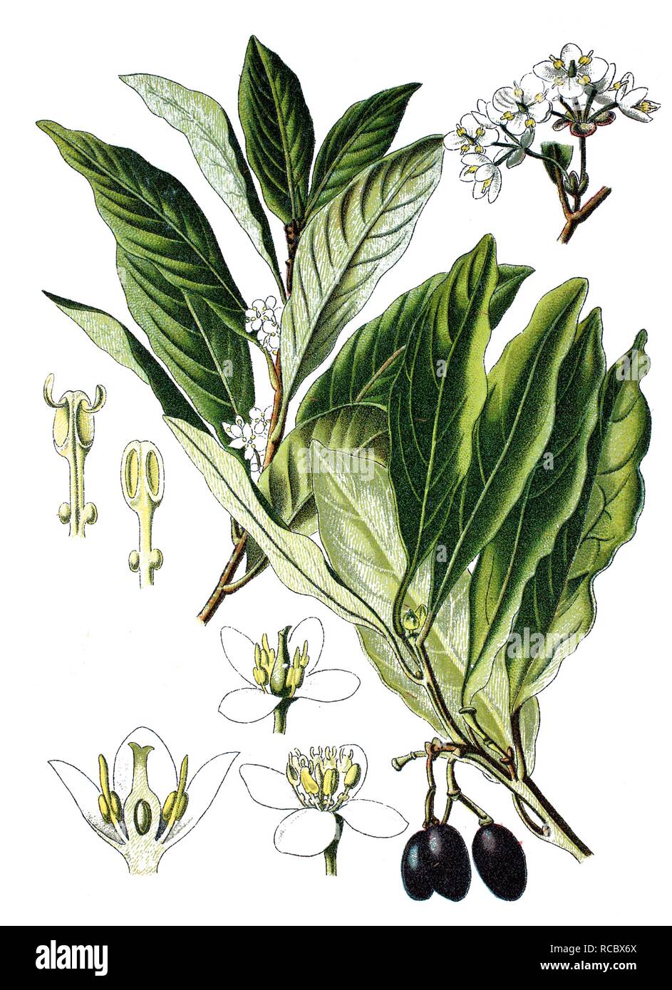 Bay laurel (Laurus nobilis), medicinal plant, historical chromolithography, 1870 Stock Photo