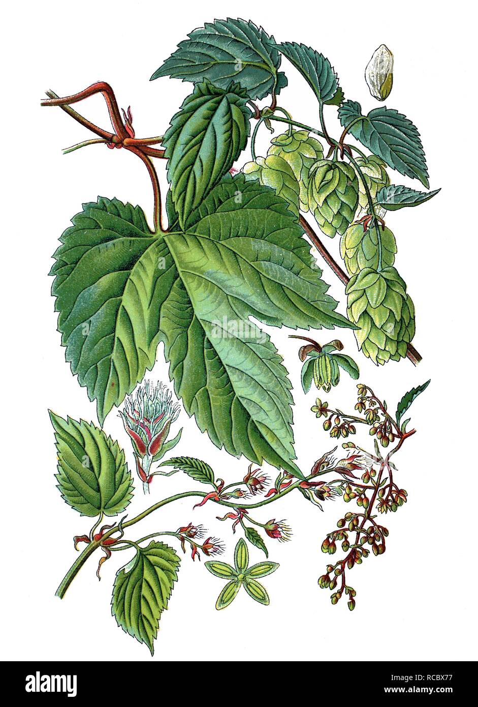 Common hop (Humulus lupulus), medicinal plant, useful crop, historical chromolithography, 1870 Stock Photo
