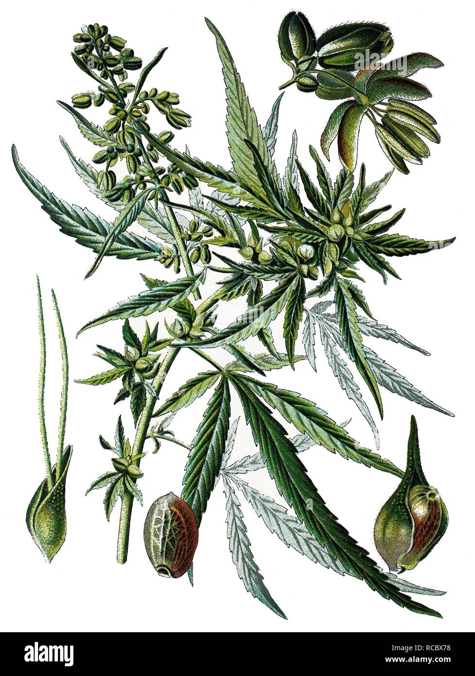 Cannabis (Cannabis sativa), medicinal plant, historical chromolithography, 1870 Stock Photo