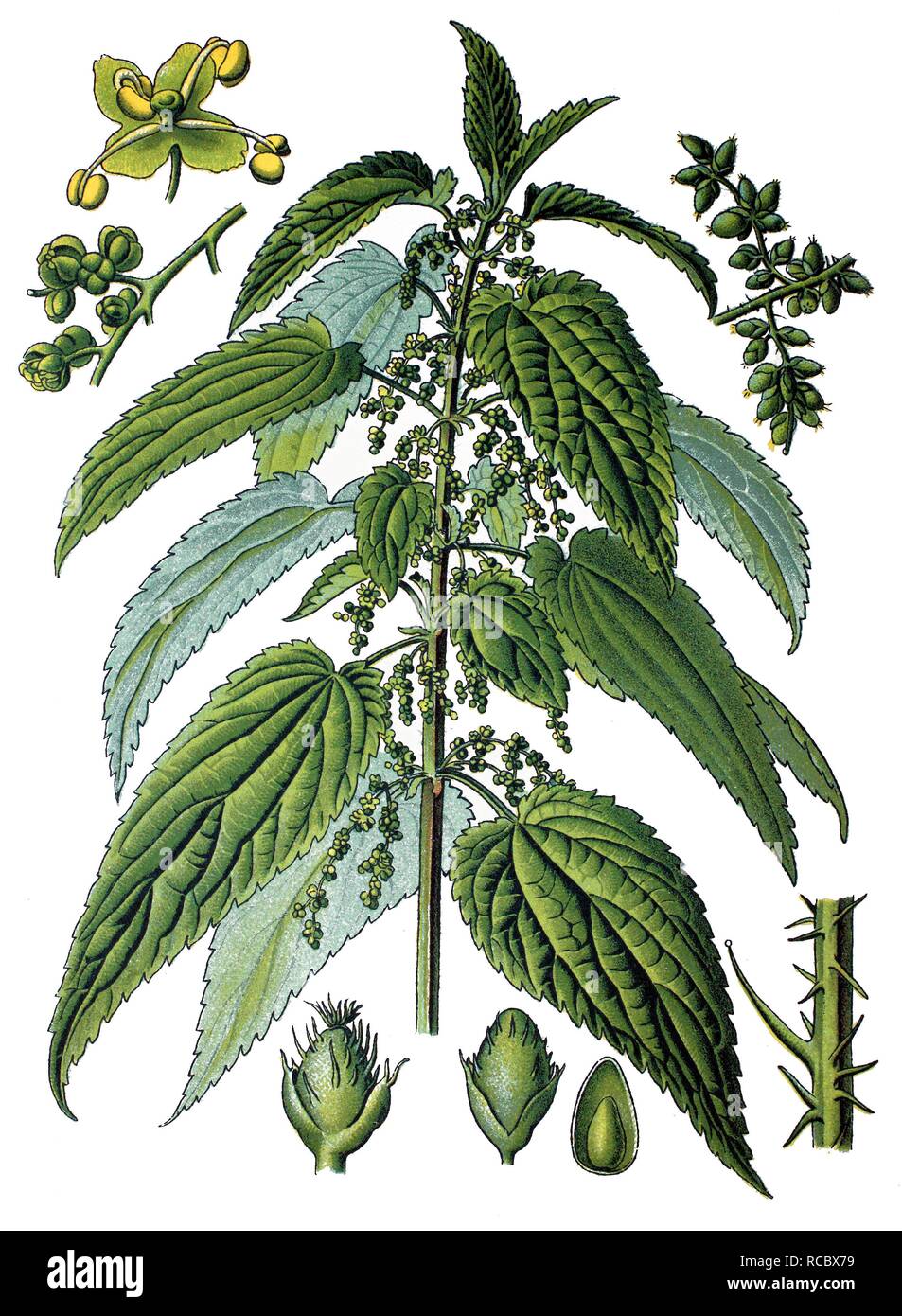 Stinging nettle (Urtica dioica), medicinal plant, historical chromolithography, 1870 Stock Photo