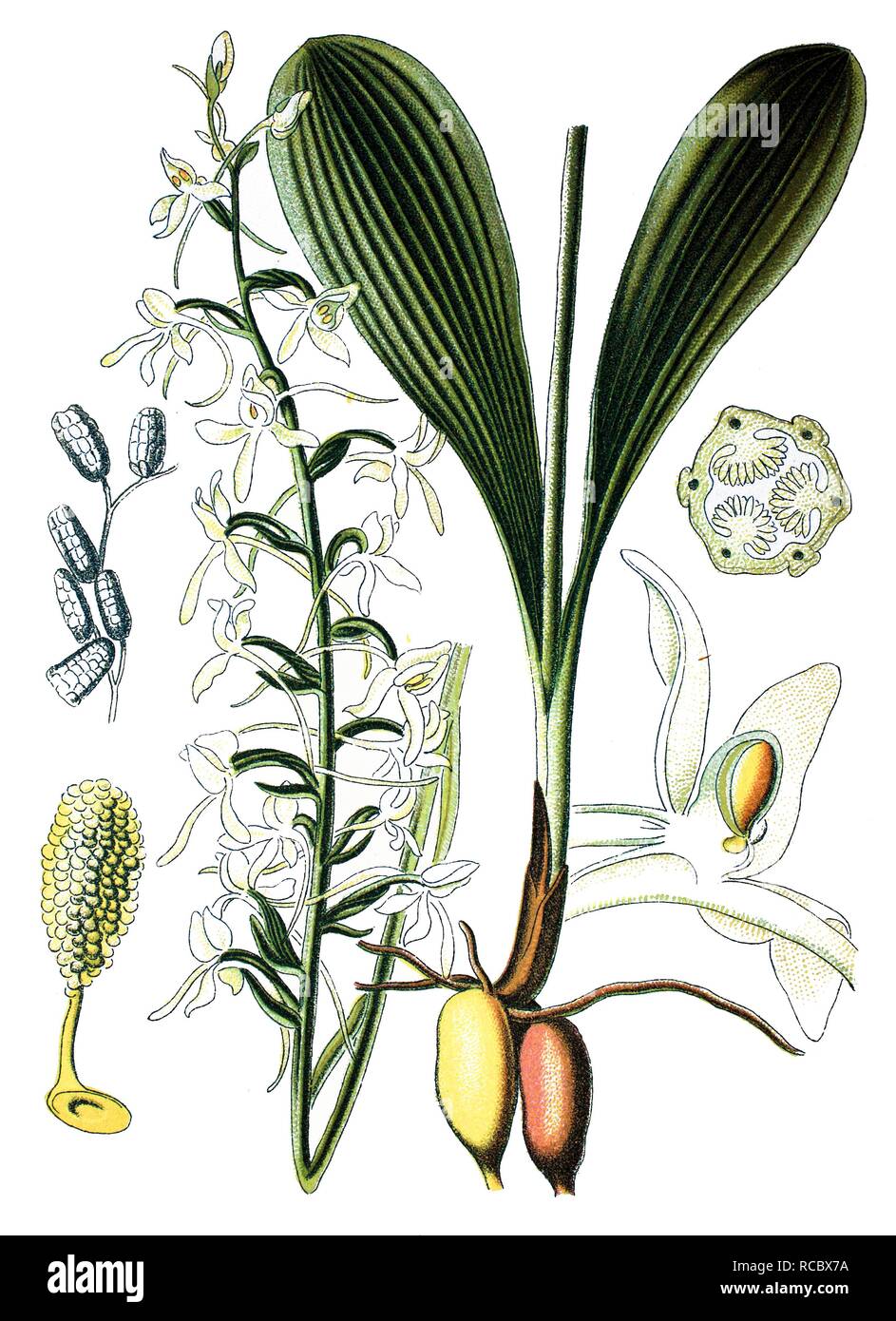 Lesser butterfly-orchid (Platanthera bifolia), medicinal plant, historical chromolithography, 1870 Stock Photo
