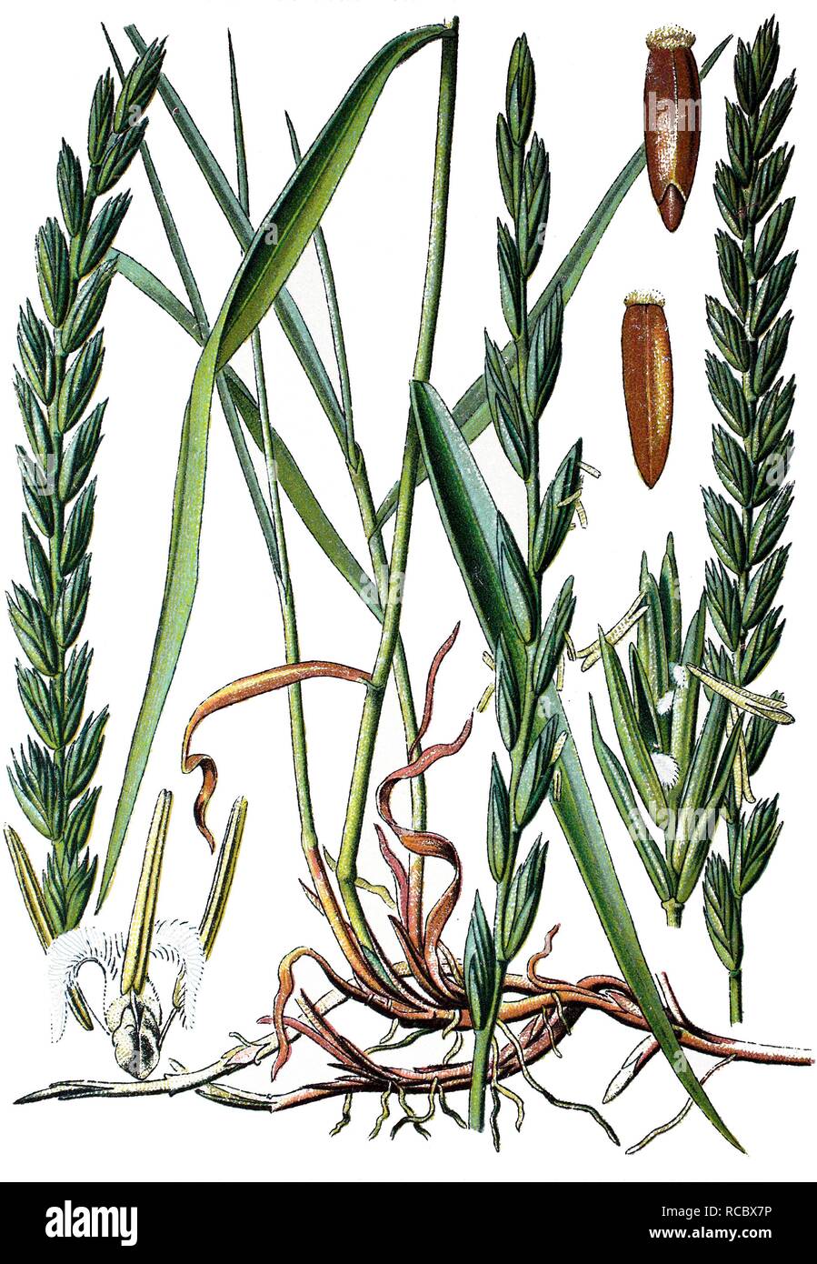 Couch grass (Triticum repens), medicinal plant, historical chromolithography, 1870 Stock Photo