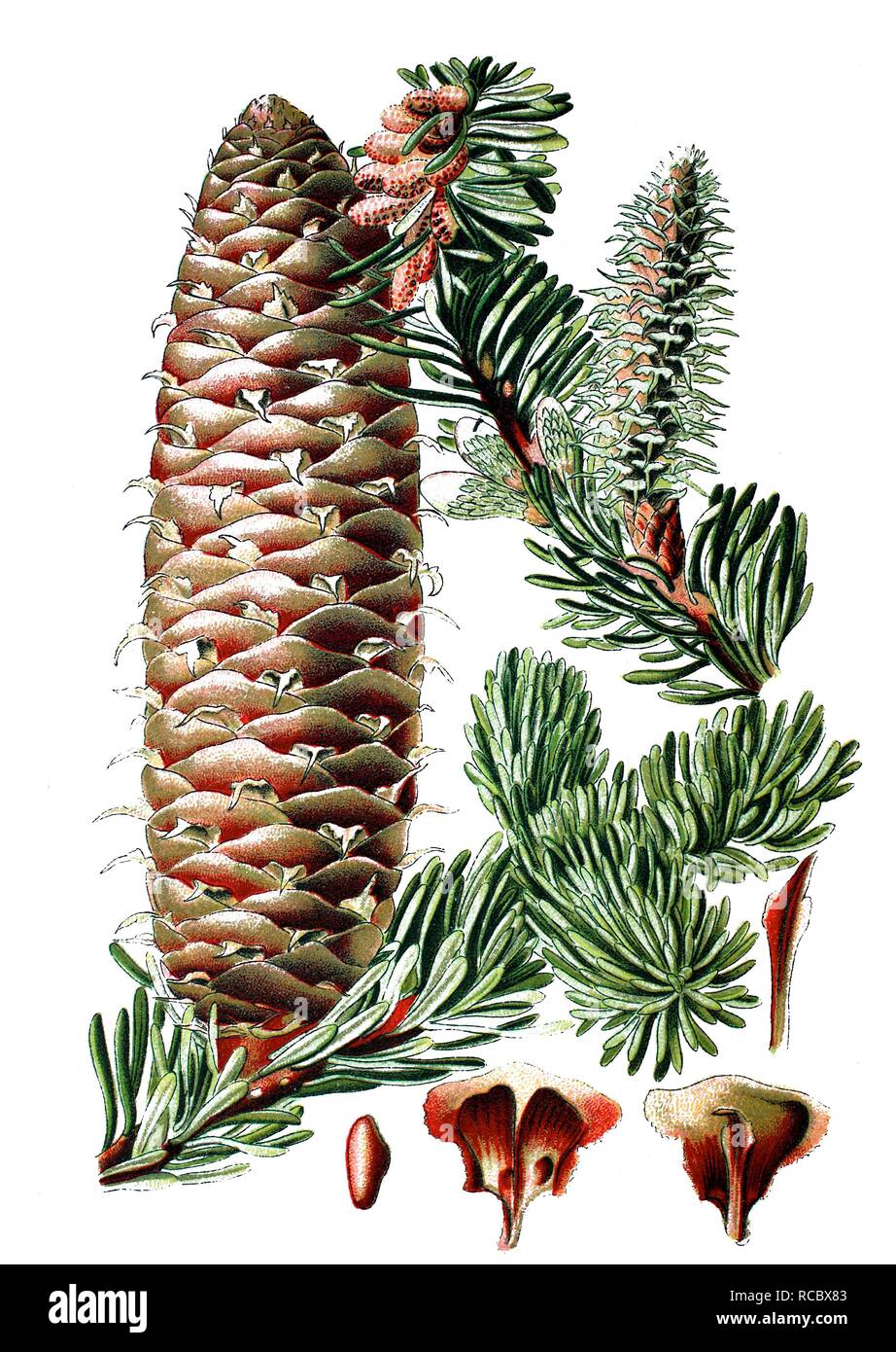 Pine (Pinus picea), medicinal plant, historical chromolithography, circa 1870 Stock Photo