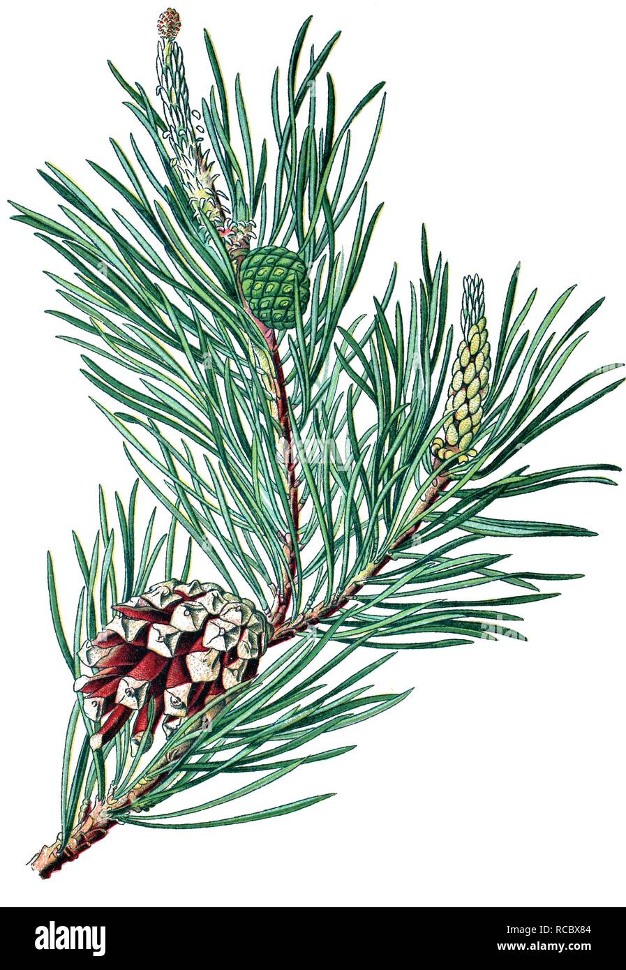 Scots Pine (Pinus sylvestris), medicinal plant, historical chromolithography, 1870 Stock Photo