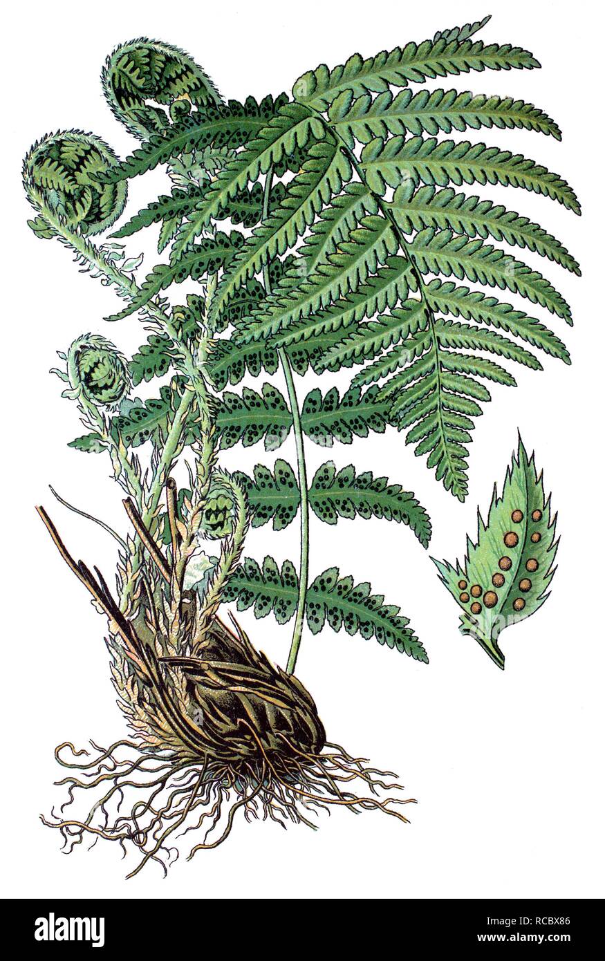 Male Fern (Dryopteris filix-mas), medicinal plant, historical chromolithography, 1870 Stock Photo