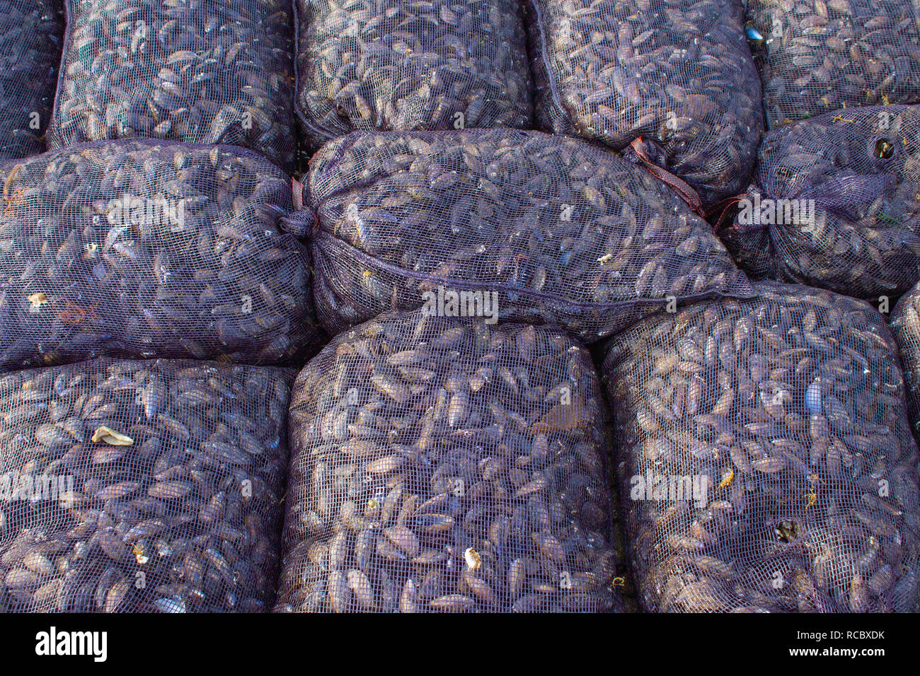 sacks of fresh irish mussels Stock Photo