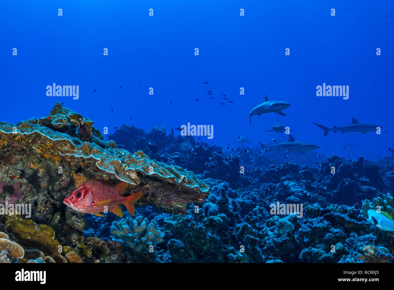 A sabre squirrelfish hides under coral from a pack of grey reef sharks Stock Photo