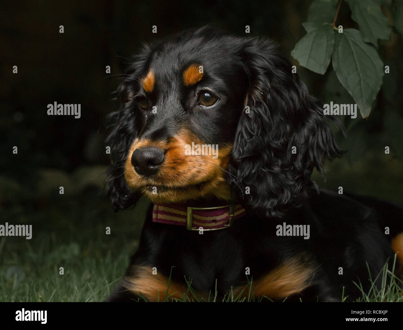 Black cocker spaniel puppy hi-res stock photography and images - Alamy