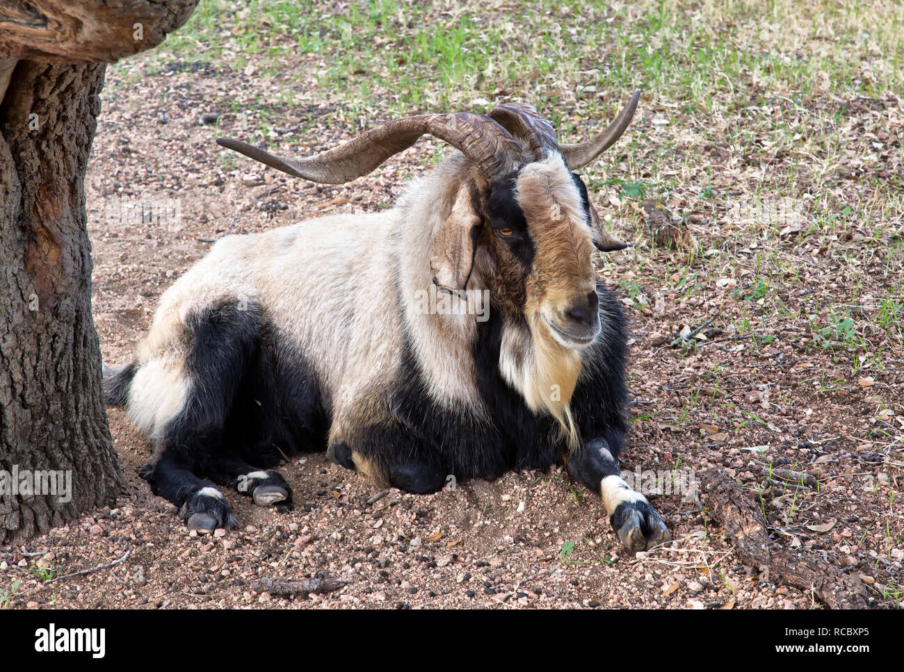 Spanish Ram Goat  'Capra aegagrus resting by live oak tree, pasture field,  also called 'Brush or Scrub'  goat. Stock Photo