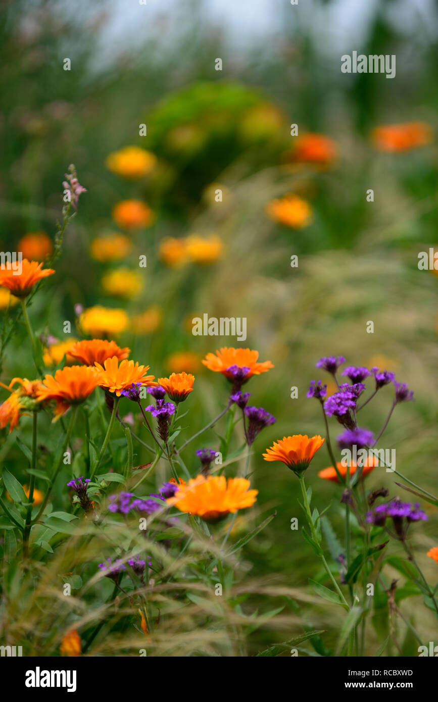 Calendula officinalis Indian Prince,verbena hastata,purple and orange flowers,tender,half hardy annuals,mix,mixed,combination,annuals,bed,border,displ Stock Photo