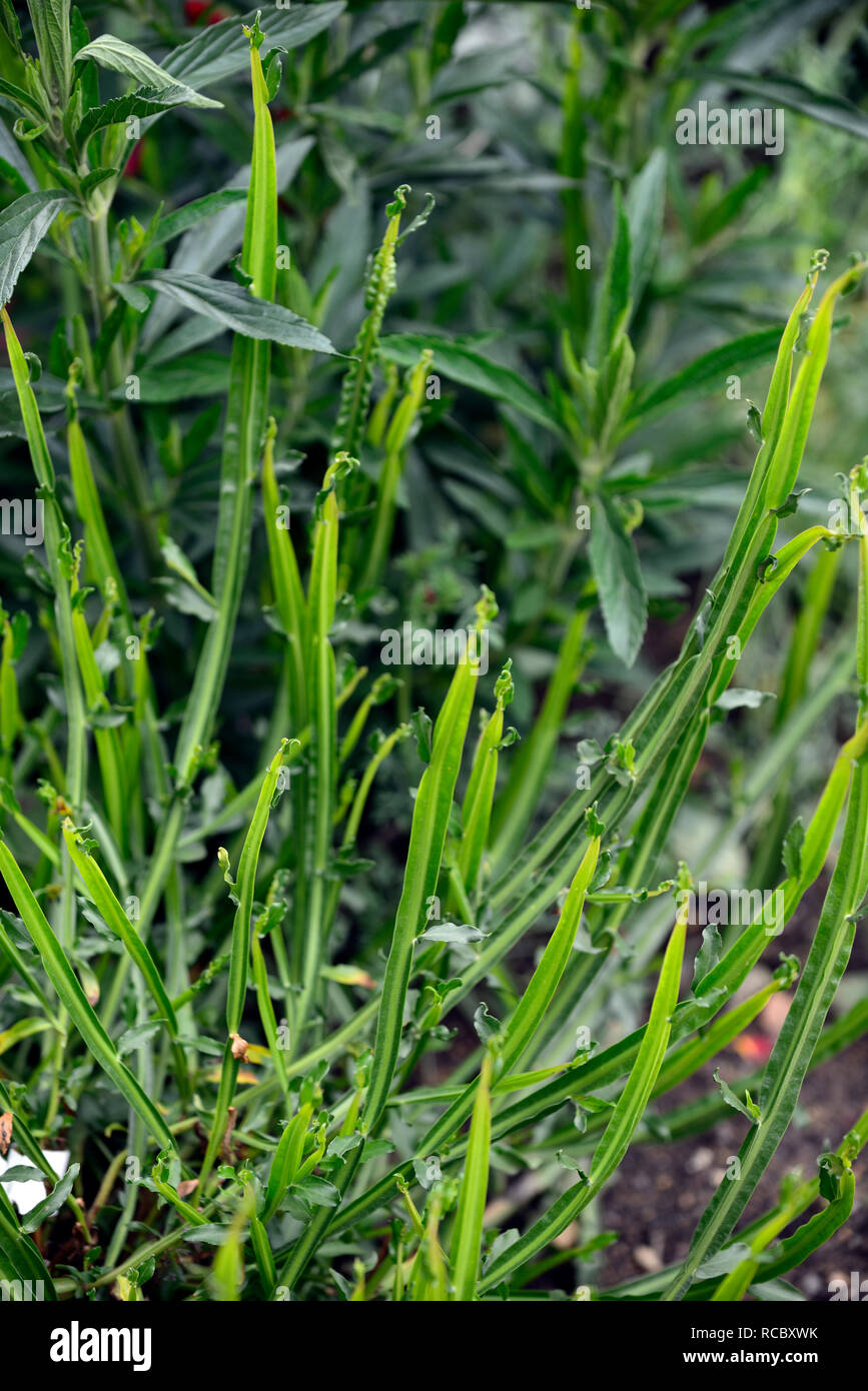 Baccharis genistelloides, carqueja,perennial plant,green stem,stems,architectural plant,plants,RM Floral Stock Photo