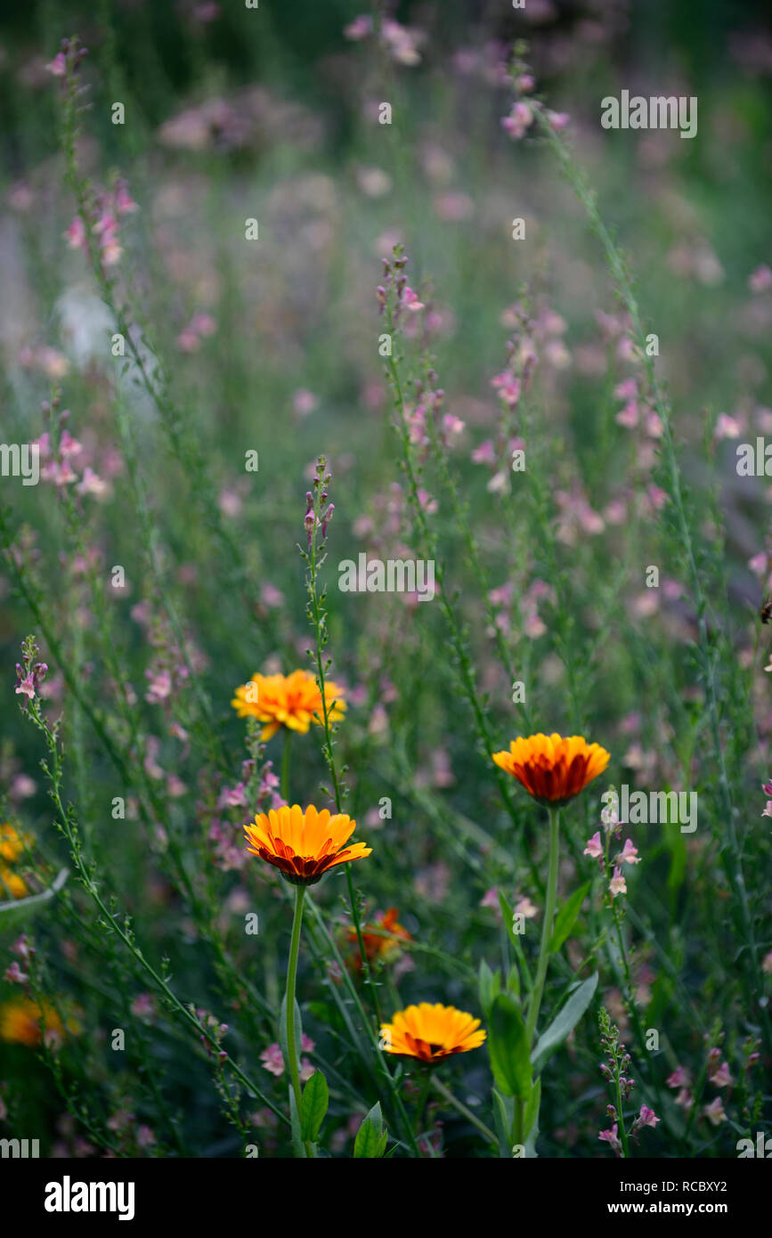 Calendula officinalis Indian Prince,linaria peachy,peach and orange flowers,tender,half hardy annuals,perennials,mix,mixed,combination,annuals,bed,bor Stock Photo