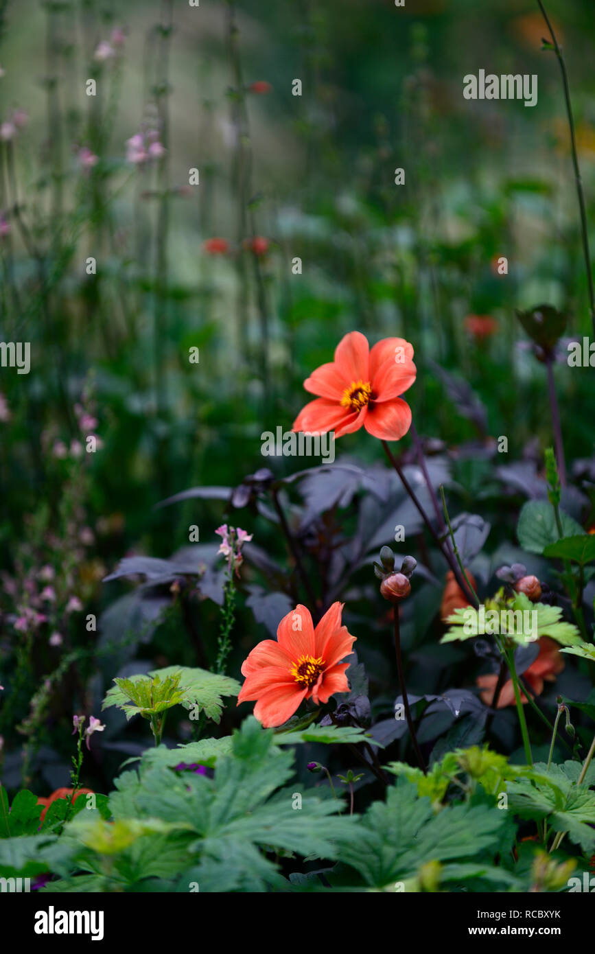 Dahlia bishop of oxford,orange flowers,dark leaves,dark foliage,peony