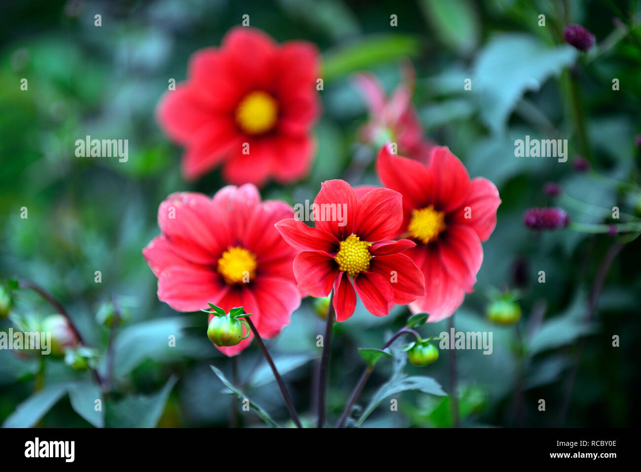 Dahlia seedling,orange red flowers,dark centre,peony flowered dahlia,bed,border,RM Floral Stock Photo