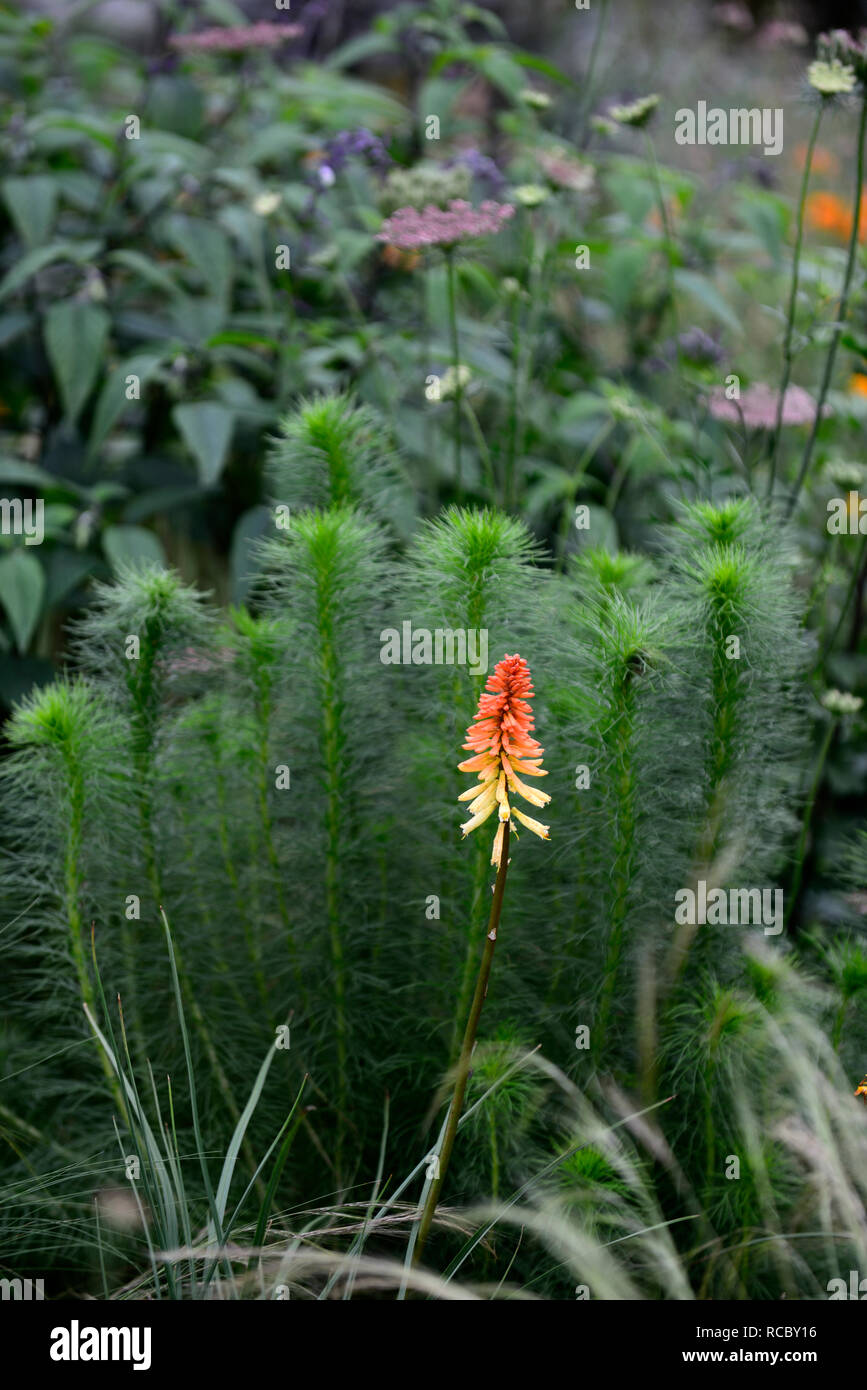 Poker Plant Echo Rojo Poker Plant Echo Rojo