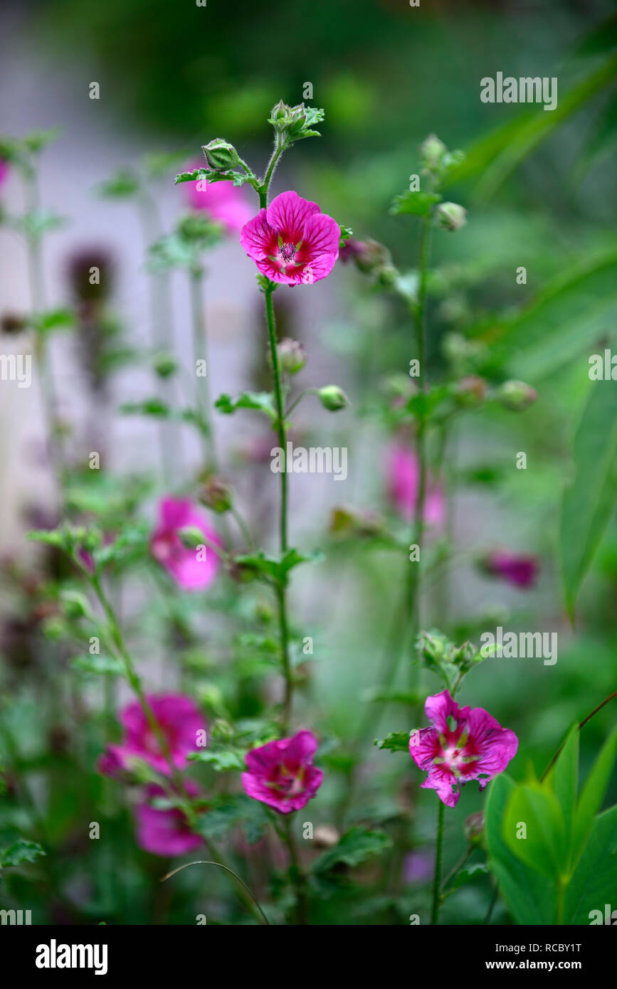 Malope trifida Vulcan,hardy annual,red maroon flowers,cottage garden,flowering,annuals,RM Floral Stock Photo