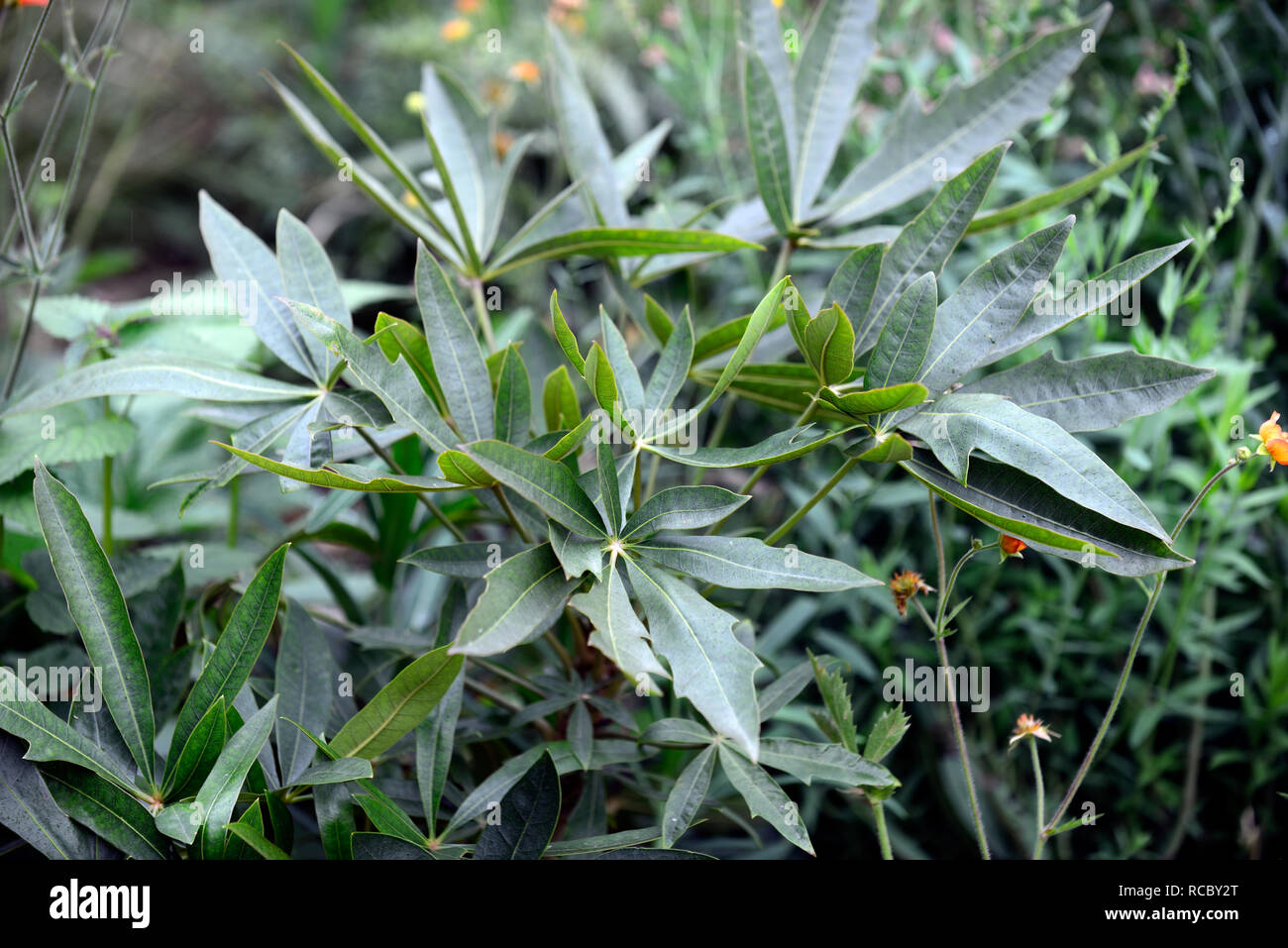 Oreopanax incisus,Araliaceae,green leaves,foliage,architectural plant,exotic,tropical planting,RM Floral Stock Photo