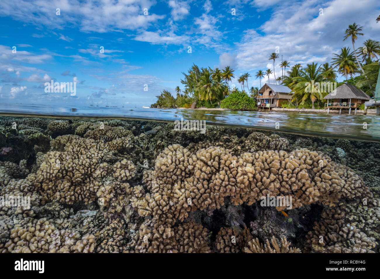 Hard Coral Reef with tropical island with palm trees and huts in the background Stock Photo