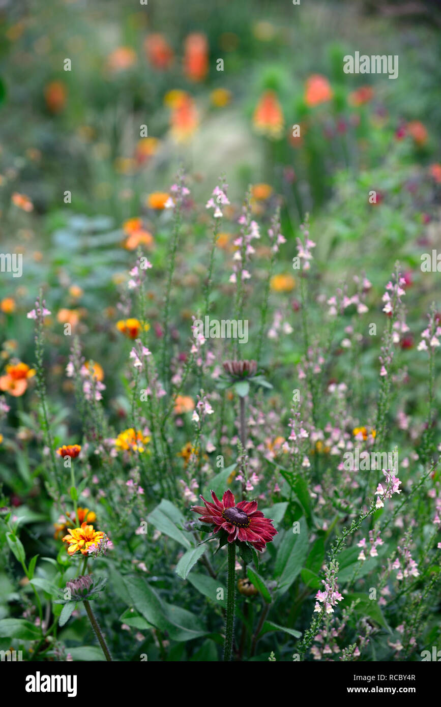 Rudbeckia hirta cherry brandy,red,crimson flowers,Linaria Peachy,Toadflax,peach yellow flowers,flowering stems,spires,snapdragon,half hardy annuals an Stock Photo