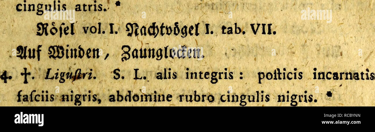 . D. Joh. Friedr. Blumenbach's, Prof. zu Gottingen ... Handbuch der Naturgeschichte : mit Kupfern. Natural history. SBm ben Snfecfen* 361 3. Conuoluüli. S. L. alis integris: pofticis nigrtf faf- ciaris margine poitico albo- pun&amp;atis, abdomine rubra SlttfHartriegel/ fpanifd[&gt;em $6Bunbet. 5. f. Atropos. frei* fcootenfopf S. L. alis integrist pofticis luteis fafciis fufcis, abdomine lutea cingulis nigns. • SRofcl vol. III. tab. II. ' SlufSafmm, gattoffeiftaiitic/ AA^/^^^ 6* f. Celerio. t&gt;£l* P^OtttjT. S. L. alis integris grifeis lihcola albo nigra s inferioribus bafi rubris maculis fex. Stock Photo