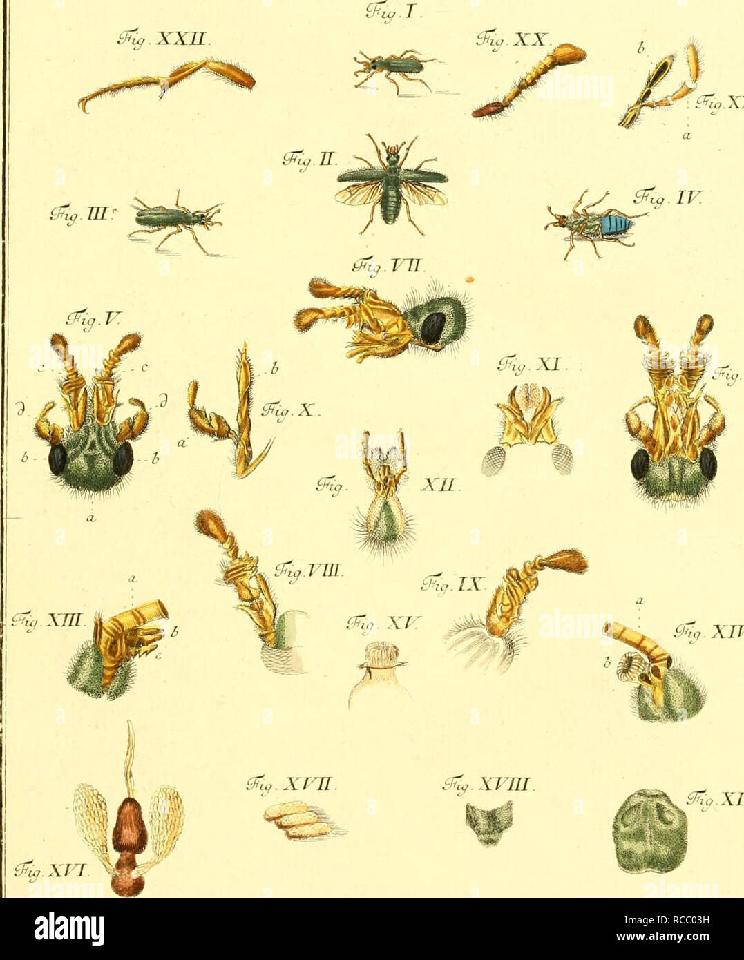 D Jacob Christian Schaffers Abhandlungen Von Insecten Erster Dritter Und Lezter Band Insects Parasites Tfto Xxi Amp Io Vi Gzq Xnc Amp Lq Xvi B Z Pf F Xl Ka L R 0 Raztfnsr Jcj Errmib Please Note That