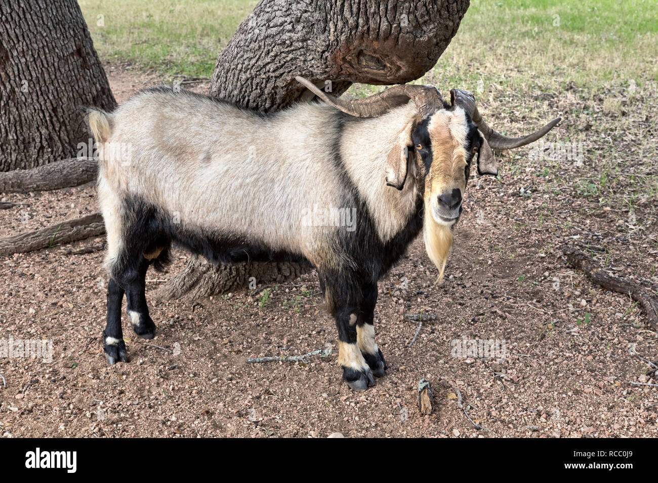 Spanish Ram Goat  'Capra aegagrus circus' , standing by live oak tree, field pasture,  Hill Country, Stock Photo