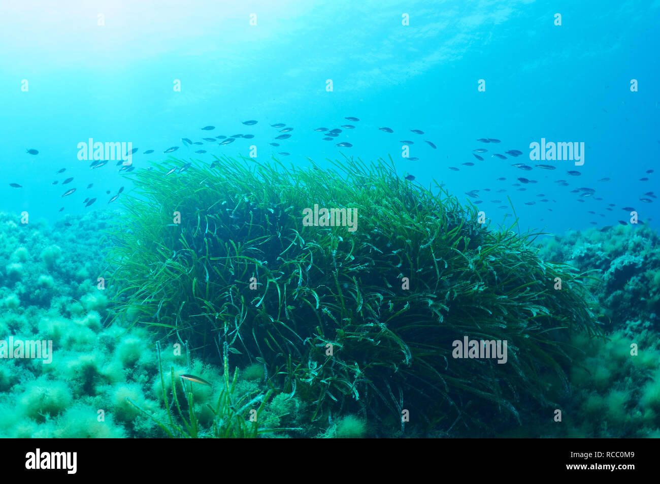 Picarel fish school (Spicara smaris) over Neptune seagrass (Posidonia oceanica) meadow in Ses Salines Natural Park (Formentera,Balearic Islands,Spain) Stock Photo