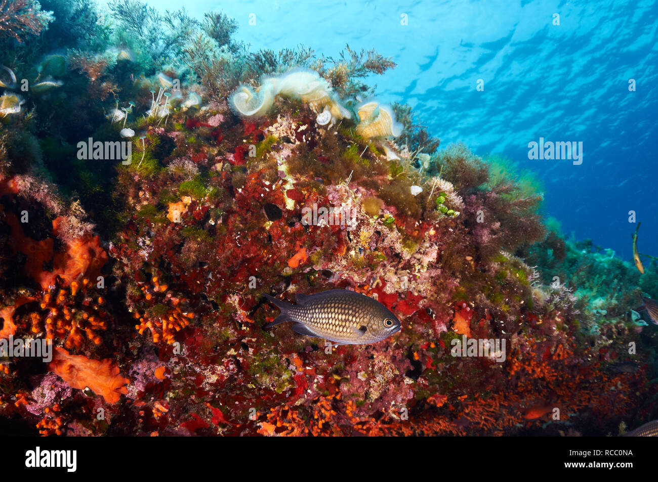 Damselfish (Chromis chromis) hidding in the underwater reef full of false coral in Ses Salines Natural Park (Formentera, Balearic islands, Spain) Stock Photo