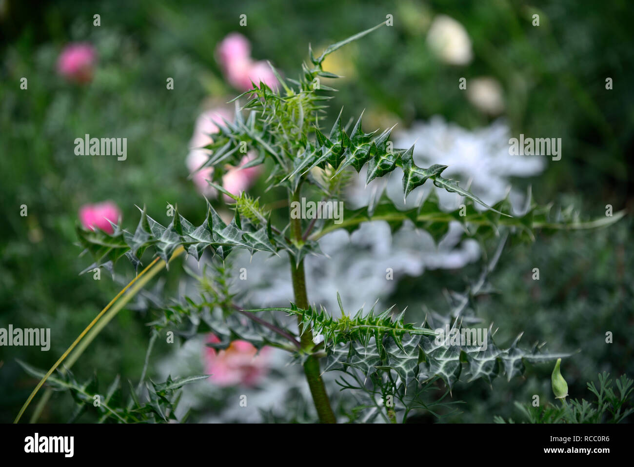 cirsium lipskyi,ornamental thistle,foliage, leaves,thorns,thorny