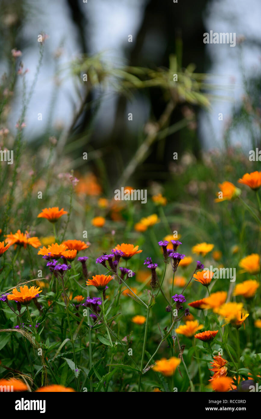 Calendula officinalis Indian Prince,verbena hastata,purple and orange flowers,tender,half hardy annuals,mix,mixed,combination,annuals,bed,border,displ Stock Photo