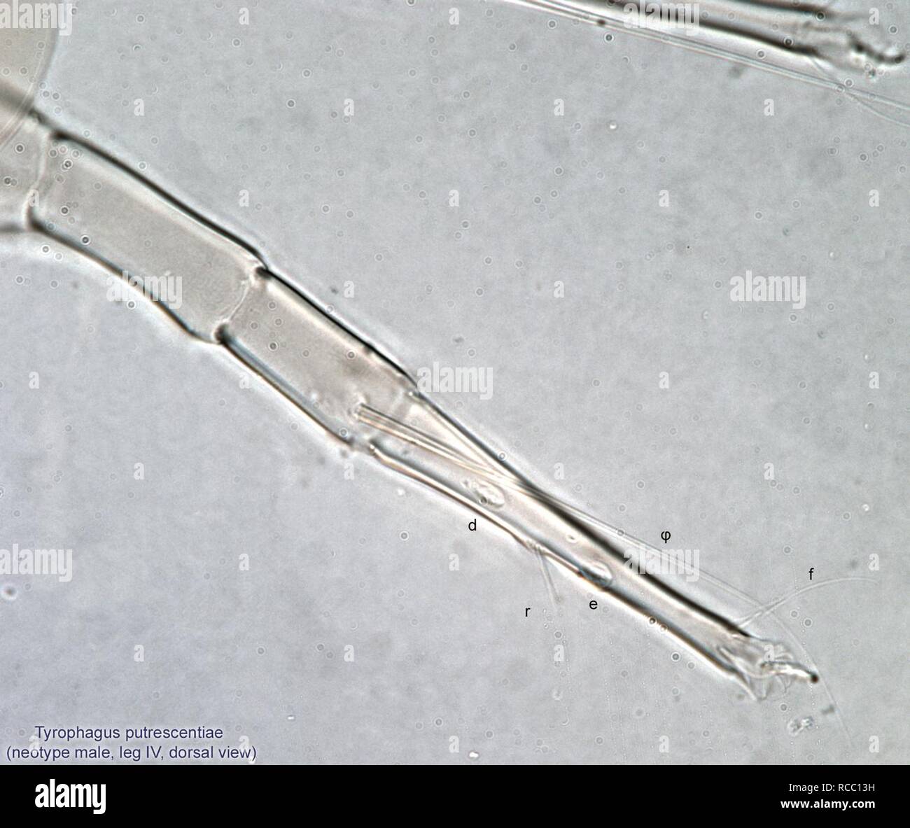 12-Tyrophagus-putrescentiae male legIV dors neotype BMOC 08-1010-002. Stock Photo