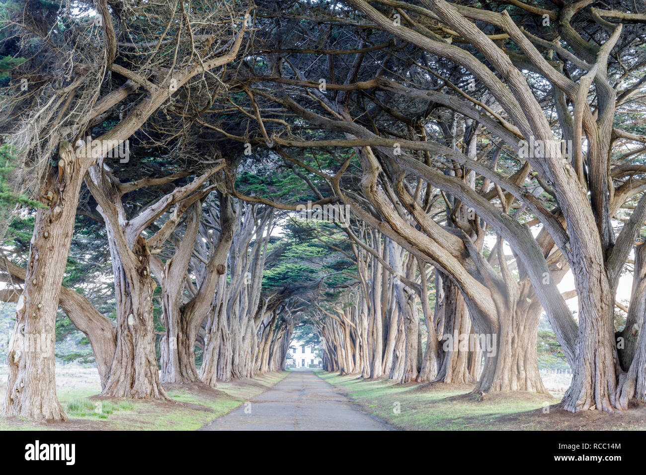 Signature Cypress Tree Tunnel in Inverness. Stock Photo