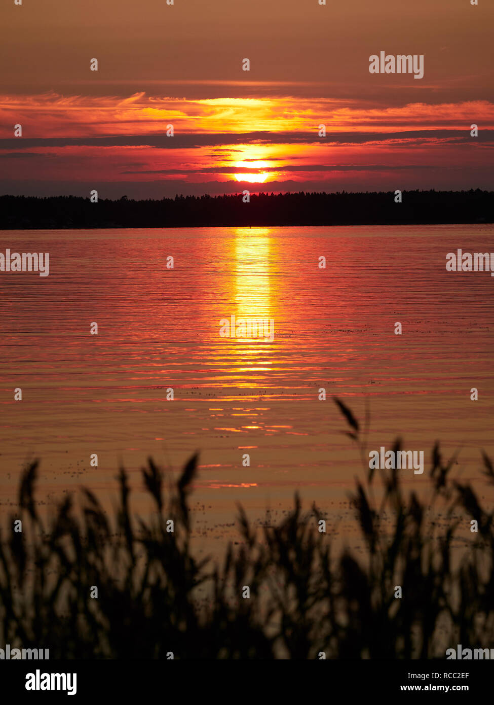 Reeds At Sunset In A Beautiful Seascape In Vaasa Finland - 