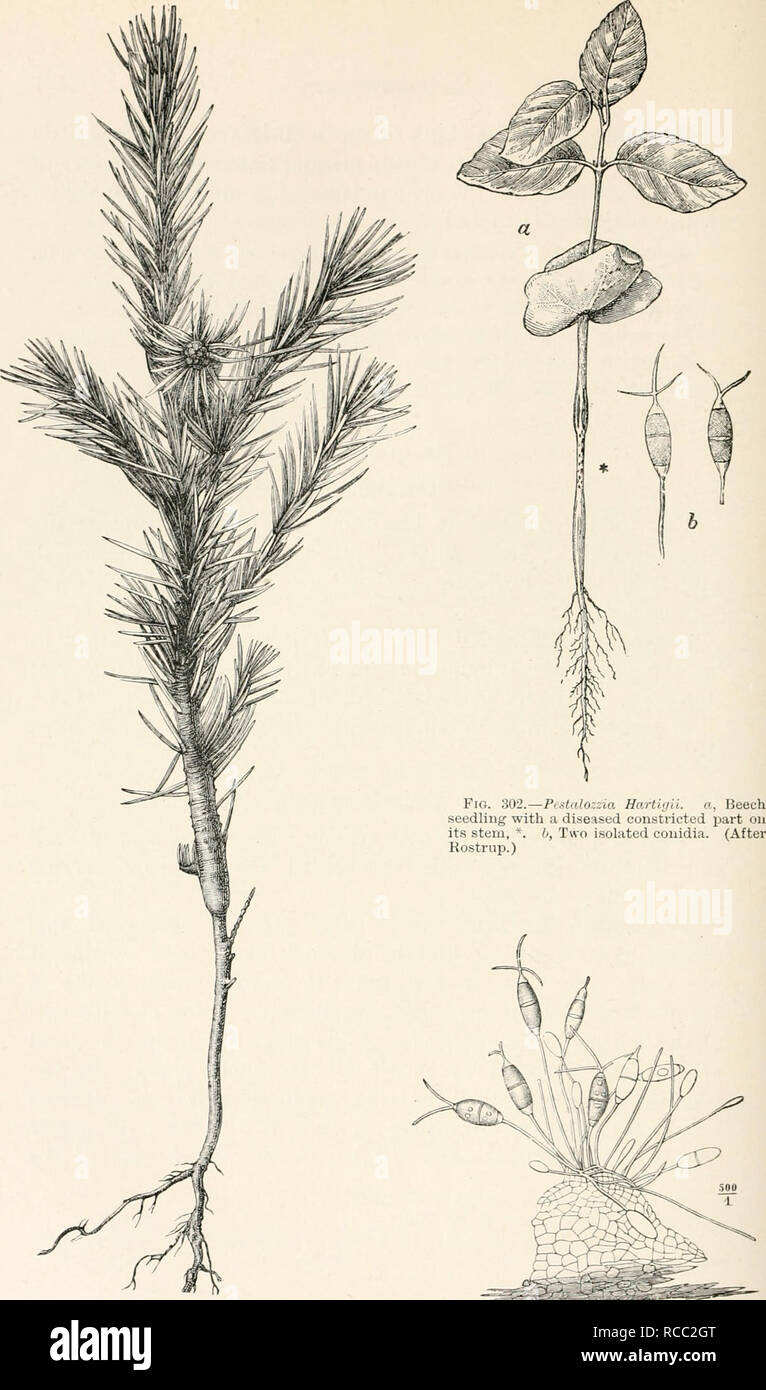 . Diseases of plants induced by cryptogamuc parasites; introduction to the study of pathogenic fungi, slime-fungi, bacteria, and algae. English ed. by William G. Smith. Plant diseases; Parasitic plants. Fig. 301.—PestalozzUi Hariigii. Young Spruce Fig. 308.—Peslalozzia Hartlgii. Conidia and coni- showing constriction just over the surface of the diophores on part of stroma. (After v. Tubeuf.) soil. (After v. Tubeuf.). Please note that these images are extracted from scanned page images that may have been digitally enhanced for readability - coloration and appearance of these illustrations may  Stock Photo