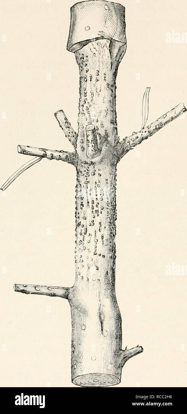 . Diseases of plants induced by cryptogamuc parasites; introduction to the study of pathogenic fungi, slime-fungi, bacteria, and algae. English ed. by William G. Smith. Plant diseases; Parasitic plants. 466 FUNGI IMPERFECTI. stricted tissue will be found extending quite round the twig (Fig. 293), At these places the bark and cambium have been killed, whereas the higher portions of the twig have continued to increase in thickness. Numerous small black pycnidia break out on the bark of diseased places and give off small unicellular spindle-shaped conidia, which convey infection to new hosts in A Stock Photo