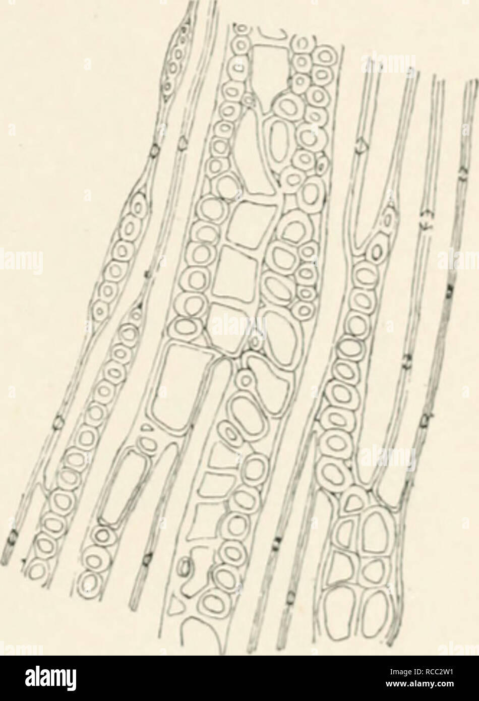 . Diseases of plants induced by cryptogamuc parasites; introduction to the study of pathogenic fungi, slime-fungi, bacteria, and algae. English ed. by William G. Smith. Plant diseases; Parasitic plants. f;YMXOSPORANGirM. 389 fissure-like pores in place of bordered pits. The wood-elements in cross-section are no longer round but polygonal: the bast becomes very irregular, parenchyma grows rapidly, bast fibres remain thin-walled and have no longer a straight course. The mycelium tills the bast and rind, forming masses in the inter- cellular spaces ; it is easiest found in the tangential section. Stock Photo