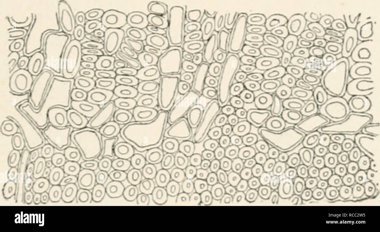 . Diseases of plants induced by cryptogamuc parasites; introduction to ...