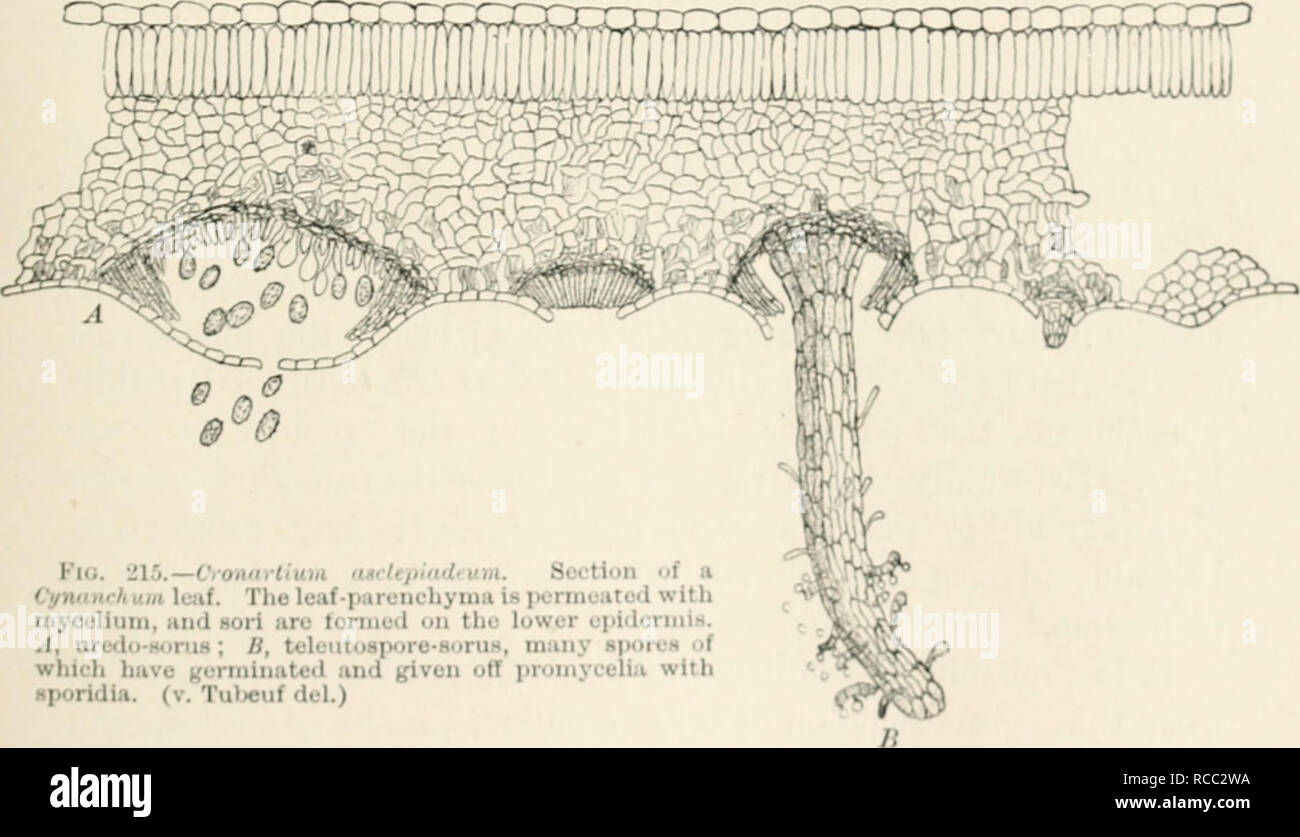 . Diseases of plants induced by cryptogamuc parasites; introduction to the study of pathogenic fungi, slime-fungi, bacteria, and algae. English ed. by William G. Smith. Plant diseases; Parasitic plants. Fig. 214.âCronartium ugcUjiindmm uii Cimanchum VinretoxIcHm. The uredo- sori show as spots, the teleutospore-sori as processes on the leaves, (v. Tubeuf del.) also on Gentiana asdcpiadca). The aecidial stage, known as Feridcrmium Cornui Eostr. et Kleb. produces a blister-ru.st on the bark of Pinus sulvestris.. Kkj. 21.0.âViomirtiuui uKrUjiiitJ-urn. Scctiun i&gt;i n Cynnarhaiii luiif. The Iciif- Stock Photo