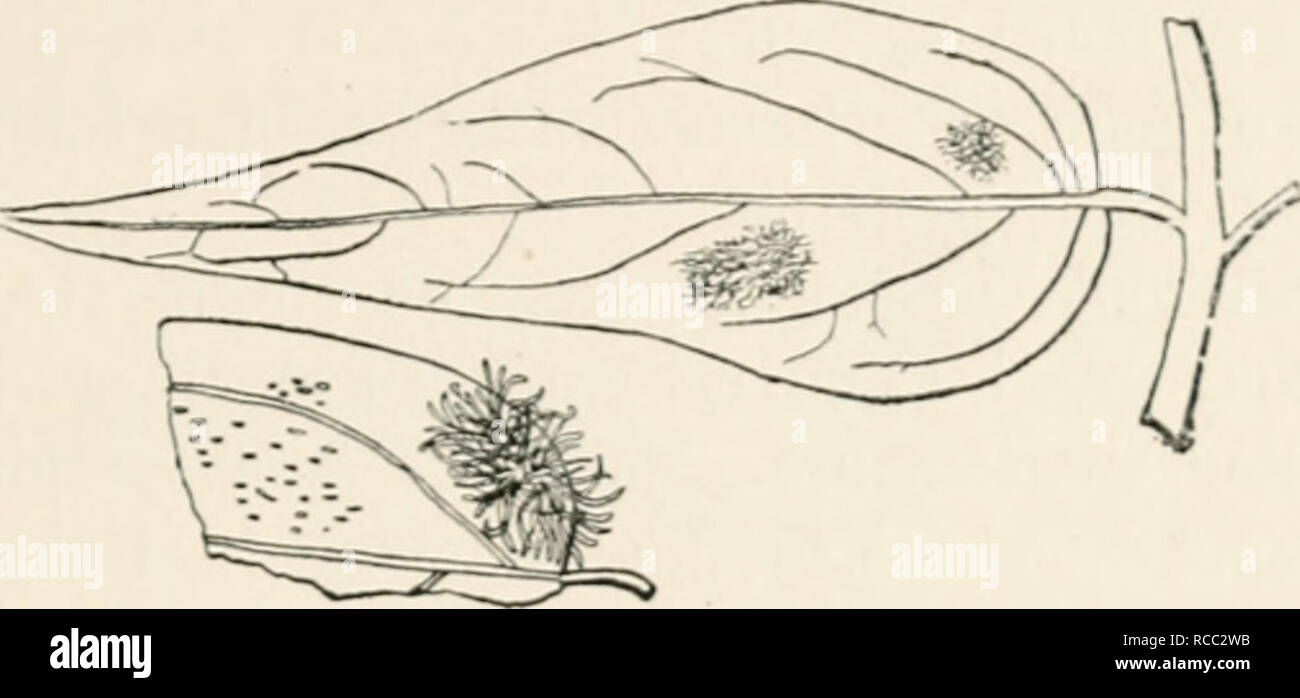 . Diseases of plants induced by cryptogamuc parasites; introduction to the study of pathogenic fungi, slime-fungi, bacteria, and algae. English ed. by William G. Smith. Plant diseases; Parasitic plants. CRONARTilM. 381 host-j)lants, and several species produce blister-nist on tlu- bark of species of pine. Cronartium asclepiadeum (Willd) (U.S. America). I'redo- and teleutu.sjjurt'.s (tccur ou Cijnanchum Vincctuxicvm (perhaps. Fig. 214.—Cronartium ugcUjiindmm uii Cimanchum VinretoxIcHm. The uredo- sori show as spots, the teleutospore-sori as processes on the leaves, (v. Tubeuf del.) also on Gent Stock Photo
