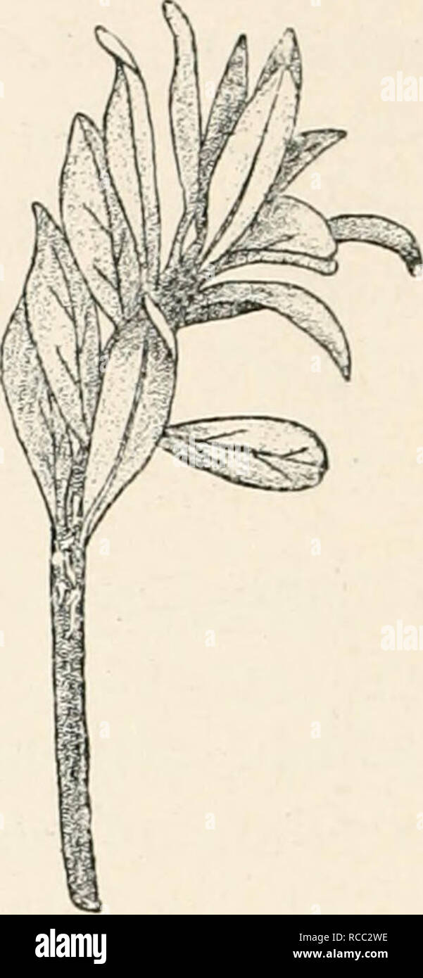 . Diseases of plants induced by cryptogamuc parasites; introduction to the study of pathogenic fungi, slime-fungi, bacteria, and algae. English ed. by William G. Smith. Plant diseases; Parasitic plants. Fig. 209.—Clu-ymmyoM rhndndendri. Twig of Rhododendron hirsv.tinn with sort of uredo- spores on the lower epidermis, causing dis- coloured spots on the upper, (v. Tubeuf del.). Fig. 210.—Chrysomyxo, rhododendri on Rho- dodfiidron ferrugineum. Uredospore-sori in September as elongated white stripes on the stem below the leaves, (v. Tubeuf del.) The uredospores are yellow and ovoid, with granular Stock Photo