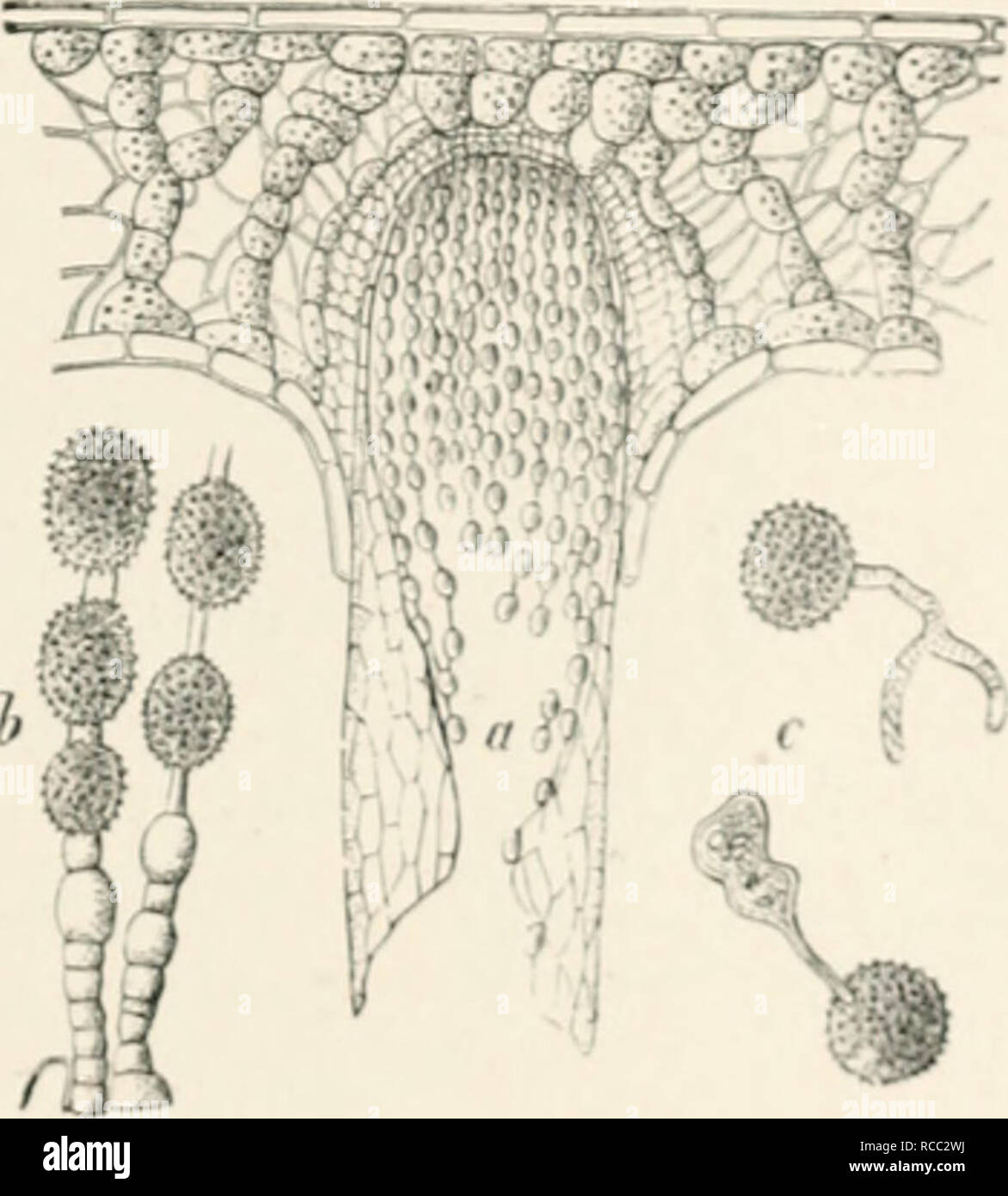 . Diseases of plants induced by cryptogamuc parasites; introduction to the study of pathogenic fungi, slime-fungi, bacteria, and algae. English ed. by William G. Smith. Plant diseases; Parasitic plants. Fig. 205.âCnh/ptottpo'a Gotppertiano. Aecidia on the under surface of needles of Silver Fir. (v. Tubeuf del.). Kiii. 20d.âAecidiuin in a needle of Silver Fir (much enlarjjed). h. Series of aecidiospores and intermediate cells. 'â , (icniiinatin^' aecidiospores. (.ftcr R. HartiK.) This aecidium is also fouml on Alii&lt;s rrfi/K'/onini in I'jiju'r iJavaria. Barclayella deformans Diet.' This lia. Stock Photo