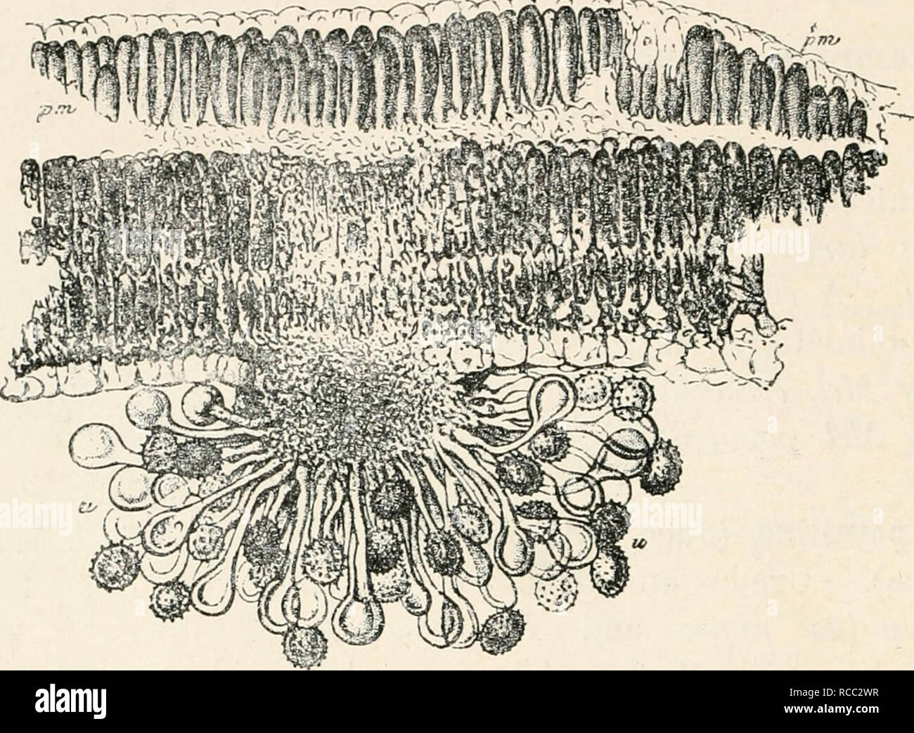 . Diseases of plants induced by cryptogamuc parasites; introduction to the study of pathogenic fungi, slime-fungi, bacteria, and algae. English ed. by William G. Smith. Plant diseases; Parasitic plants. 368 UREDINEAE. M. salicis-capreae (Pers.) (Britain and U.S. America). Uredo- and teleutosj)ores on leaves of Sali.:c Caprca and several other species. According to Rostrup, Cacoma cuonymi (Gmel.) is a stage of this.^ M. Hartigii Thiun.- {M. epitea Thiini.) (Britain and U.S. America). Uredo- and teleutospores on leaves of Salix prmnosa. S. dn^yhnoides, S. viminalis, etc. Rostrup regards C. ribes Stock Photo