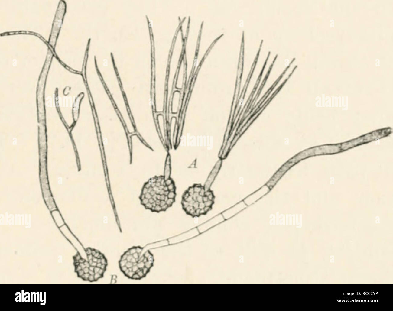 . Diseases of plants induced by cryptogamuc parasites; introduction to the study of pathogenic fungi, slime-fungi, bacteria, and algae. English ed. by William G. Smith. Plant diseases; Parasitic plants. Fio. 167.—TilUlUi liitici. A, Twu spores genninatcd in moist air; a short promycclimn is dcvcloiicJ, nuil Ix-'ars a crown of conidia (sporidia), sevcnil of wliich have fused in pairs. Fushion of conidi.i, gcrniination, and development of a secondary conidiiini, C, are also shown. S, Two spores gei-miuated in water with proniyeelia which elonjf-.ite till the water surface is re;iehed, where they Stock Photo