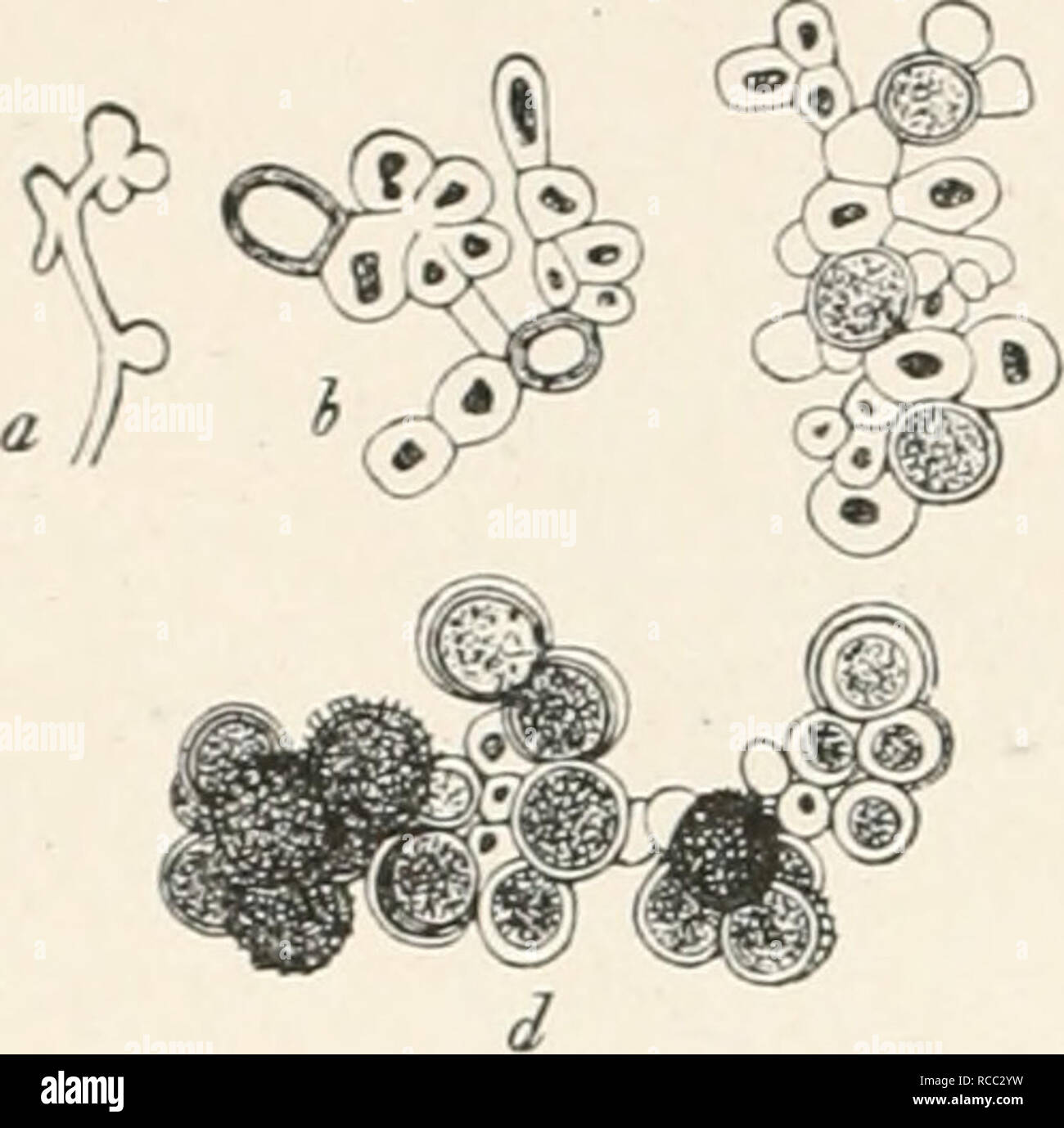 . Diseases of plants induced by cryptogamuc parasites; introduction to the study of pathogenic fungi, slime-fungi, bacteria, and algae. English ed. by William G. Smith. Plant diseases; Parasitic plants. 296 U8TILAGINEAE.. celia, may develop to mycelia; coalescence of conidia is unknown. In nutritive solutions conidia are formed in large numbers, and multiply yeast-like till nutriment fails. Ust. succisae Magn.^ frequents the anthers of Scahiosa Siiccisa, and forms jjure white spores, easily distinguished from those of the two preceding species. The anthers appear to be thickly covered with gla Stock Photo