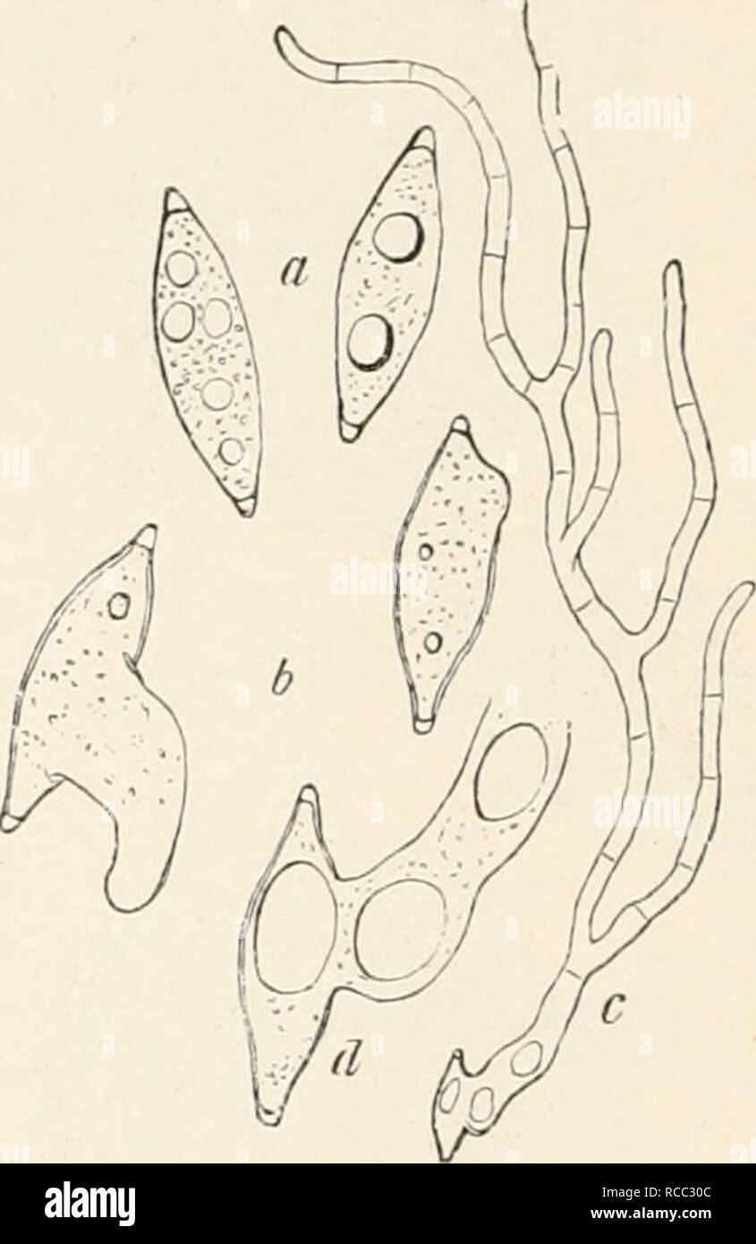 . Diseases of plants induced by cryptogamuc parasites; introduction to the study of pathogenic fungi, slime-fungi, bacteria, and algae. English ed. by William G. Smith. Plant diseases; Parasitic plants. Fig. 14(3.—Ront-system of a Silver Fir overgrown and killed by the mycelium of Rhizina undulata. (After Hartig.) Pig. 147.—Ascospores of Rhizina. a, As taken from the ascus; b, 24 hours after sowing; c, 48 hours after sowing; d, the spore of c enlarged. (After Hartig.) filled up. Masses of fungoid pseudoparenchyma are frequently formed between the dead and diseased tissues. Strands of the natur Stock Photo