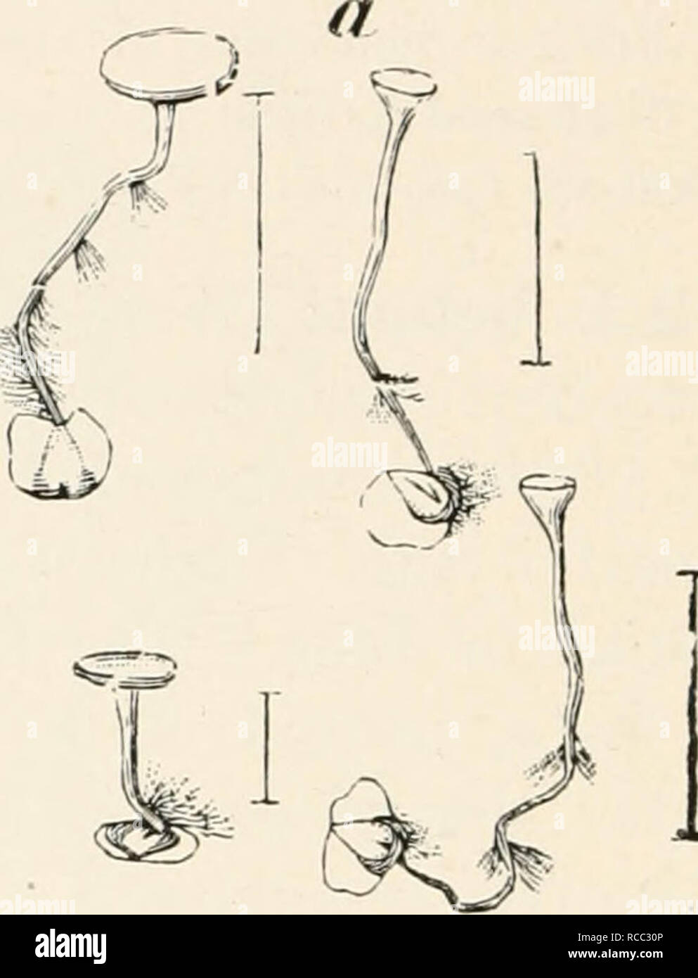 . Diseases of plants induced by cryptogamuc parasites; introduction to the study of pathogenic fungi, slime-fungi, bacteria, and algae. English ed. by William G. Smith. Plant diseases; Parasitic plants. .:yyv-:^. Fig. 139.—Sclerotinia hetulae. a, Birch fruits with sclerotia, which have germinated and formed cup-hke apothecial discs; rhizoids have developed on the stalks, h, Birch fruit, somewhat enlarged, with semilunar sclerotia. (After Nawaschin.) Hormoviyia hetulae Wtz. often occurs along with the above. It causes the production of thick spherical fruits with little or no wing. Sclerotinia Stock Photo
