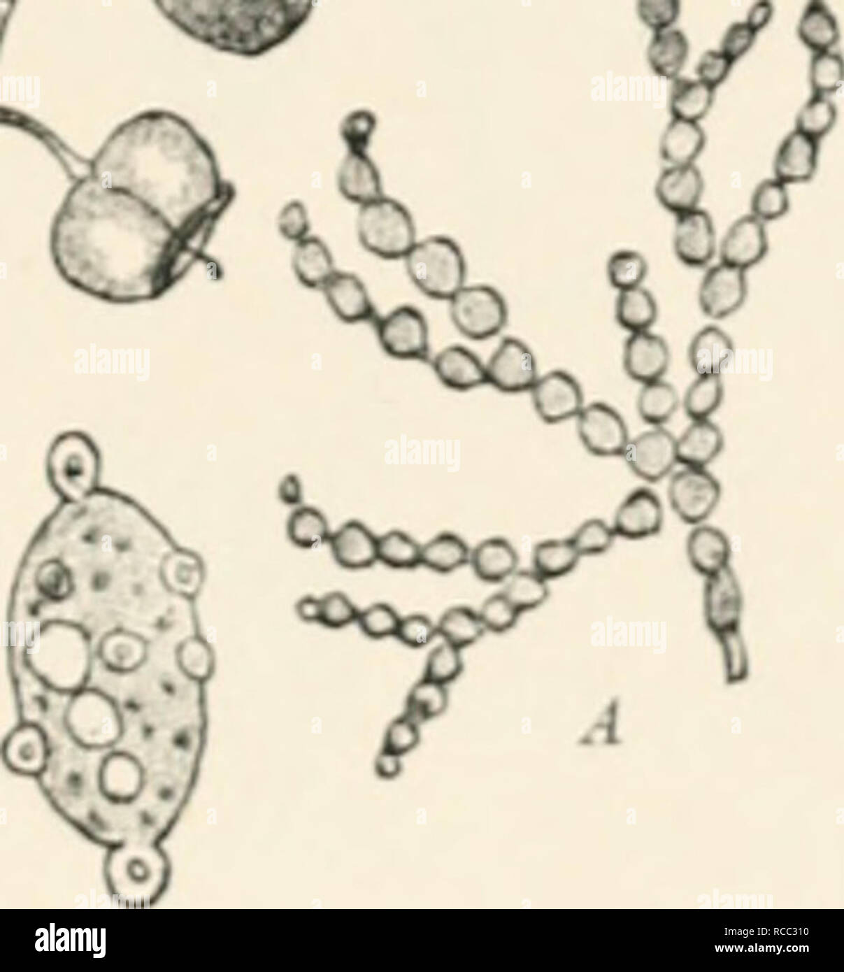 . Diseases of plants induced by cryptogamuc parasites; introduction to the study of pathogenic fungi, slime-fungi, bacteria, and algae. English ed. by William G. Smith. Plant diseases; Parasitic plants. n T&amp;4^^. C D li Fifi. 137.âSclerotinia liaccorum on racciiiium Mi/rtitlus. Young shoot of Bilberrj' with deformed branch bearing white conidi;il jiatches on its lower side ; also ii withered leaf. A, Conidial chains, and a portion enlarged. Ji, Shoot with an iipjjer healthy ripe berry and a lower munimified one. C, Peziza-cup develoi)ed from a Bclerotium. I&gt;, .Ascosiwres ; the smaller i Stock Photo