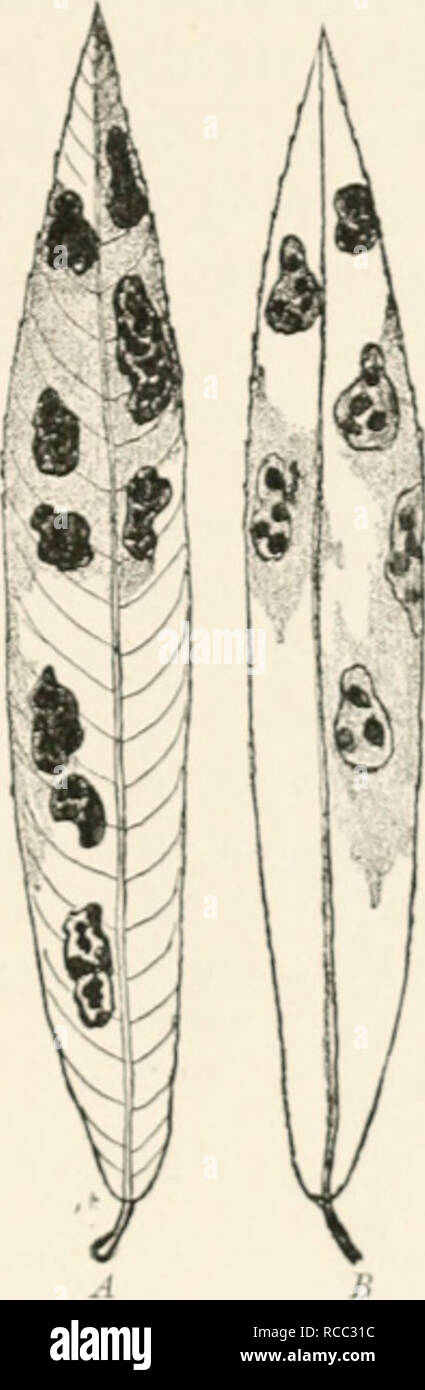. Diseases of plants induced by cryptogamuc parasites; introduction to the study of pathogenic fungi, slime-fungi, bacteria, and algae. English ed. by William G. Smith. Plant diseases; Parasitic plants. Fif;. l.'}0.—Sections of Sluple leaves shuwinii; the upper epidermis ruptured by 1, JihytUma acerinn.m ; 2, liUytitina punctatuiii. Fig. 131.—Khytitma lymmdrieum Mdll. Two leaves of Salix purjnirea with stromatit. A, The upper side, li. The lower side. C, l.un)^ttiosition of tliis fnn^^iis is unknown.. Please note that these images are extracted from scanned page images that may have been digit Stock Photo