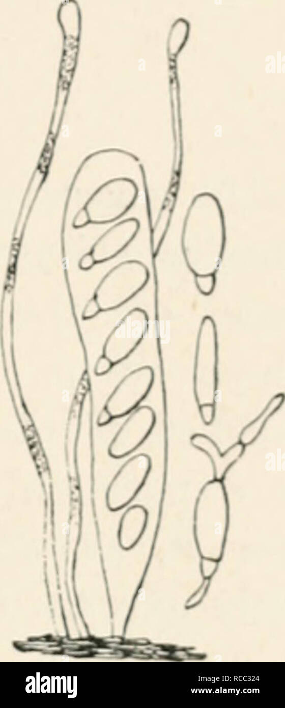. Diseases of plants induced by cryptogamuc parasites; introduction to the study of pathogenic fungi, slime-fungi, bacteria, and algae. English ed. by William G. Smith. Plant diseases; Parasitic plants. Flo. 115.—Ploicrightia mor- bosa. Ascus, with eight spores. Spores in gcrtnina- tion. Filamentous jNira- physes. (Cop. fruin Farlow.) I'll.. i.PloirngUli&lt;i „ioibom. (v. Tiibciif jiliut.) injurious and widely distributed disease of various species of rrunas, especially plum and cherry. Tlie living branches ami twigs become coated with a crust of warty excrescences, and at the same time are Stock Photo